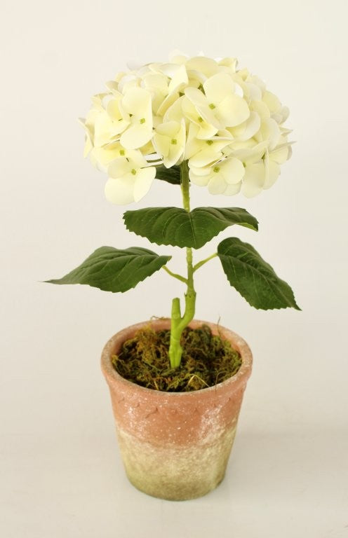 CREAM HYDRANGEA IN SCOLLOP EDGE POT