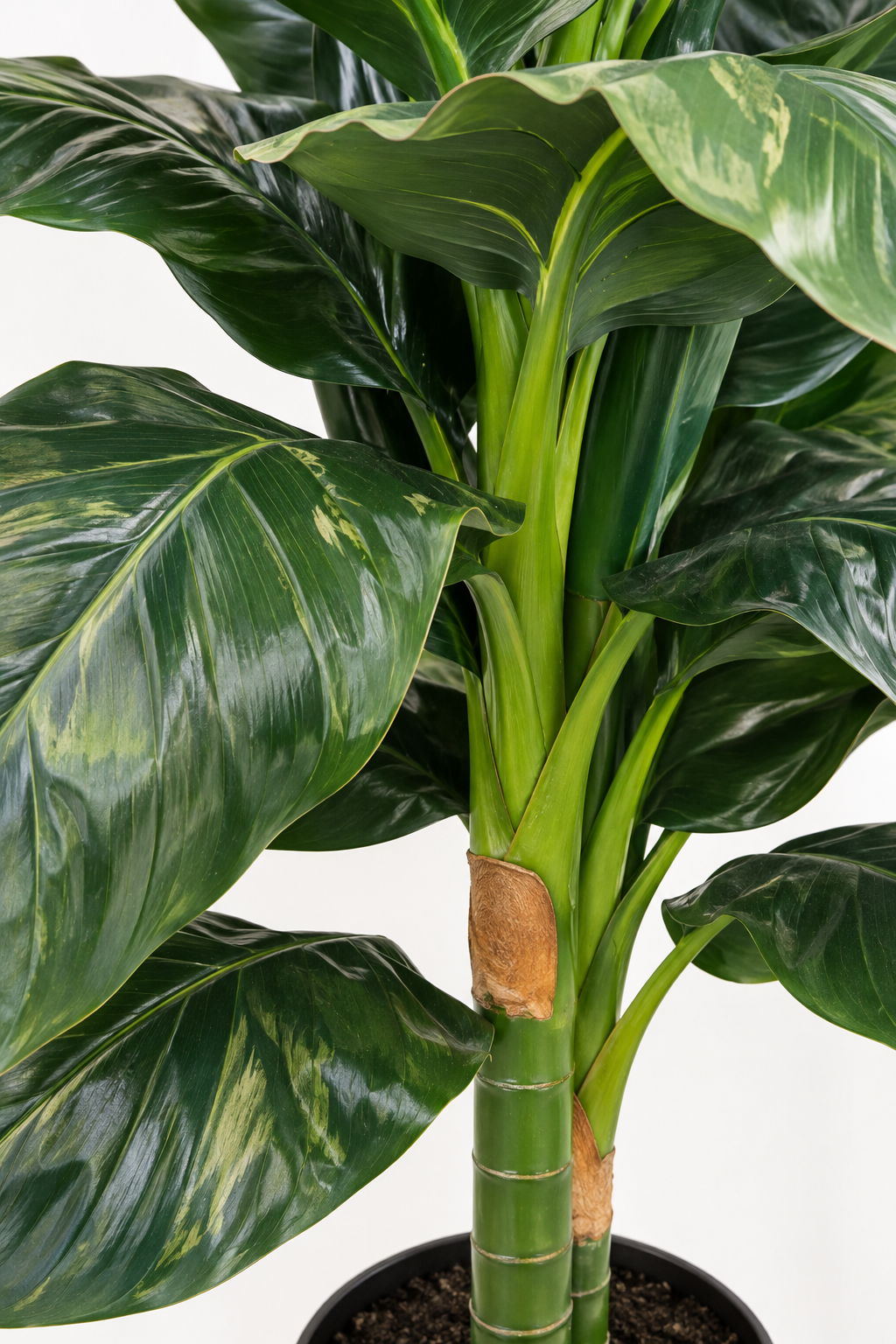 Faux Tropical Evergreen Plant 148cm in Pot )