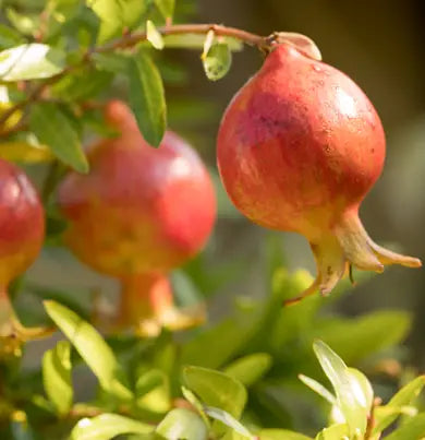 Dr. Vranjes Melograno 500ml