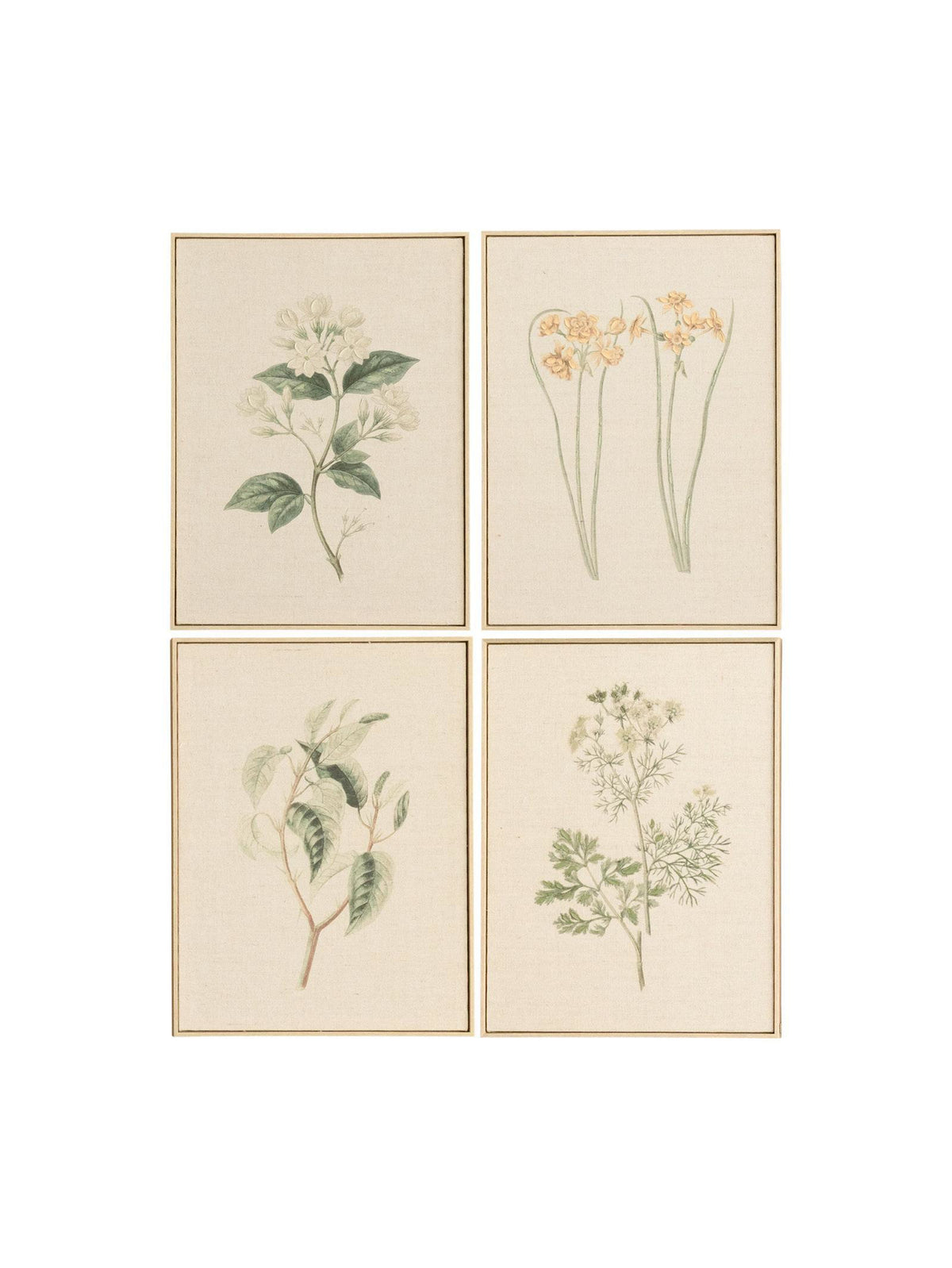 FIELD STUDIES ART HPL SET OF 4 in Botanical