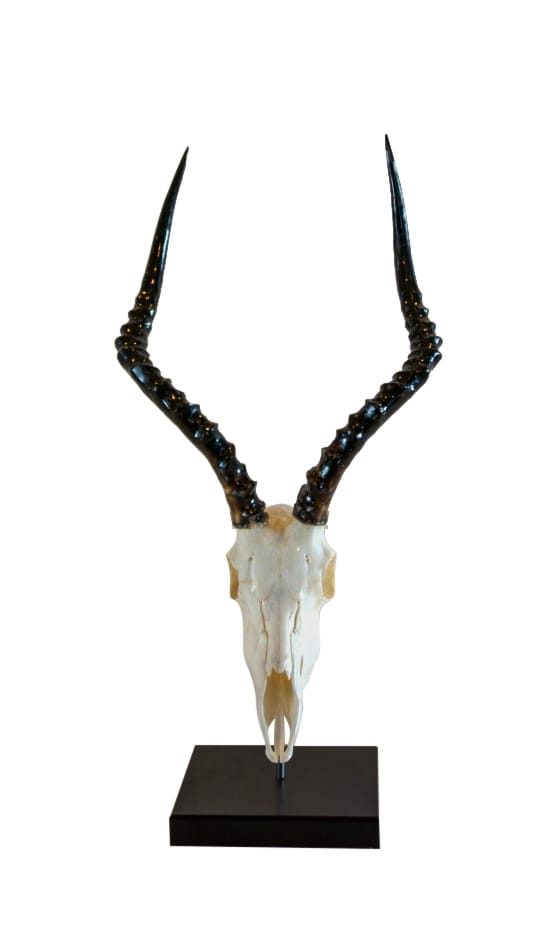 Mounted Impala Full Skull on Clear Perspex Base