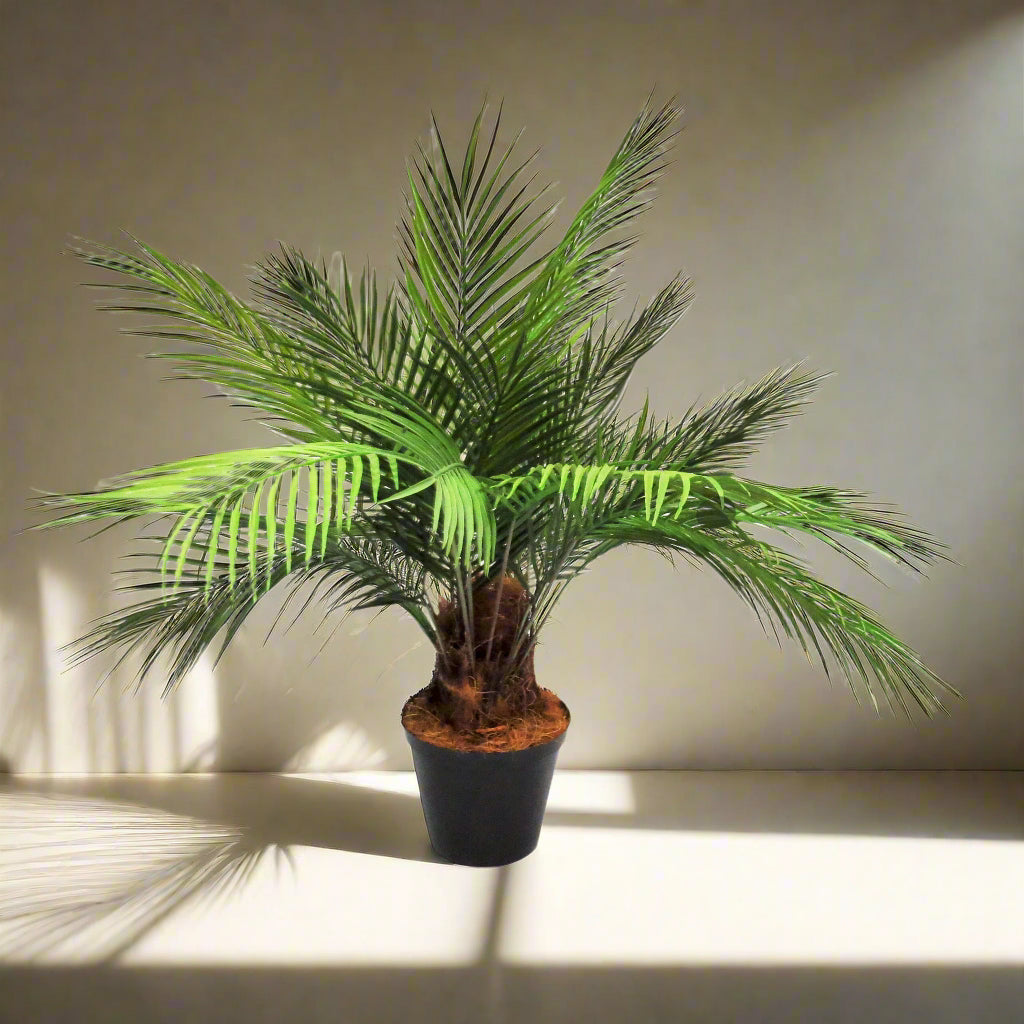 Vibrant Fronded Palm Tree