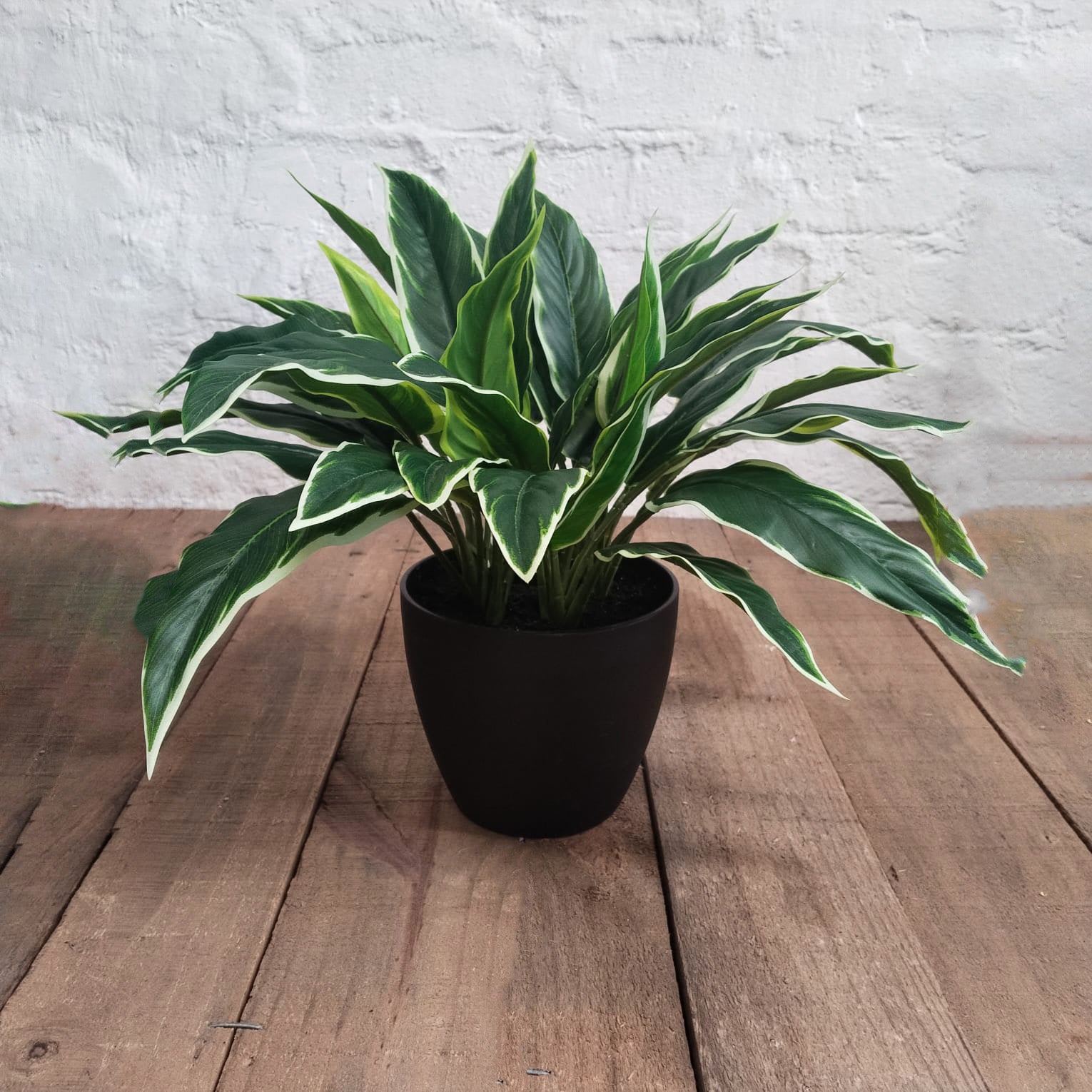 Potted Rohdea Plant 45cm