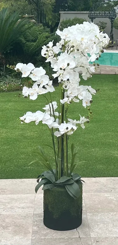 180cm Magnificent 13 Stem Faux Orchid