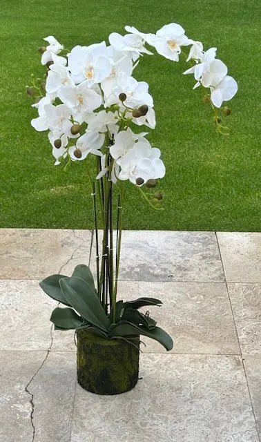 98cm Magnificent 5 Stem Faux Orchid