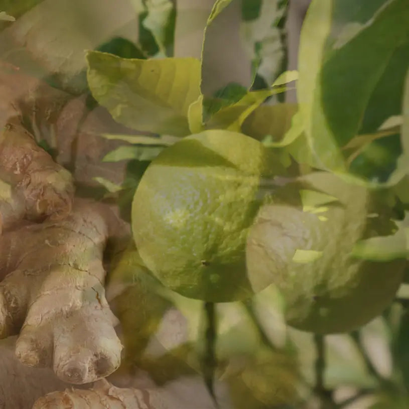 Dr. Vranjes Ginger Lime 500ml Gift set