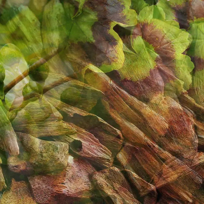 500ml Maserati Dr Vranjes Stick Diffuser