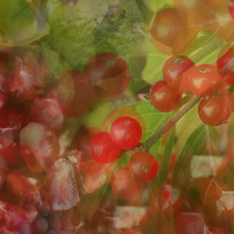 Dr. Vranjes Melograno 2500ml