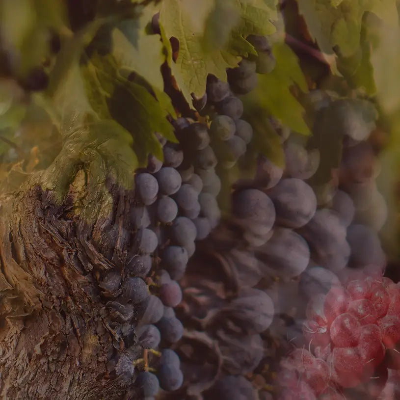 750ml  Dr. Vranjes Rosso Nobile Decanter and Bordeaux Bottle