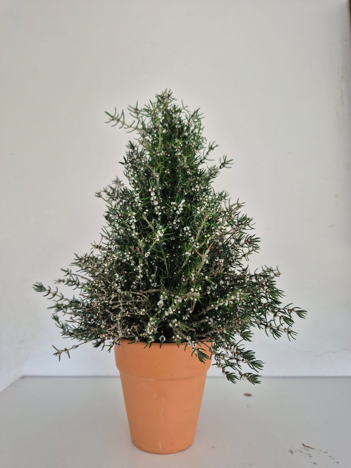 500mm Snow Christmas tree