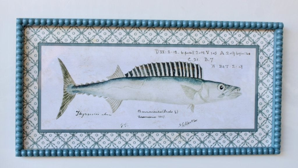 BARACUDA FISH PICTURE BLUE BOBBLE FRAME
