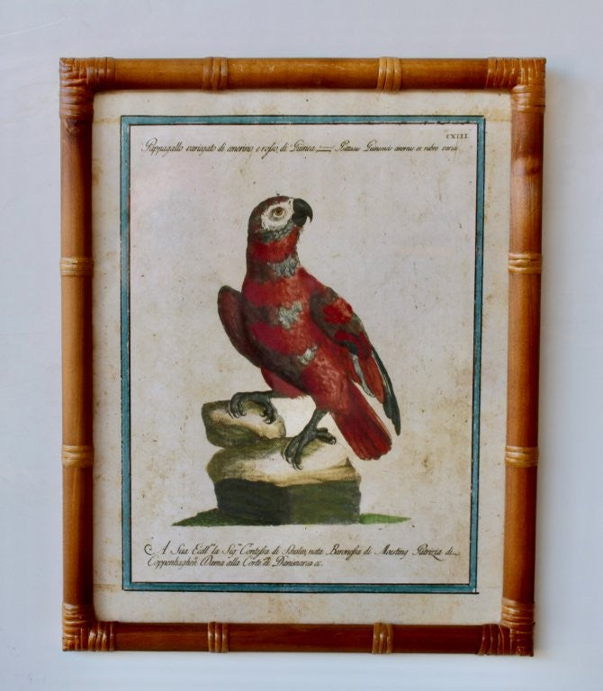 RED PARROT PICTURE BAMBOO FRAME