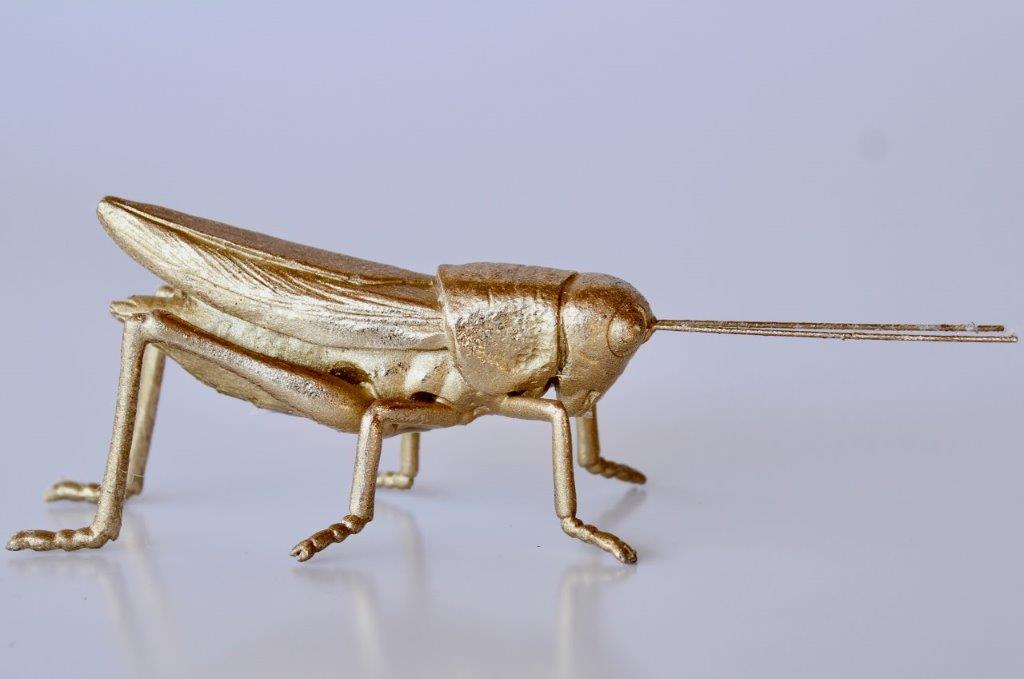Small Gold Grasshopper