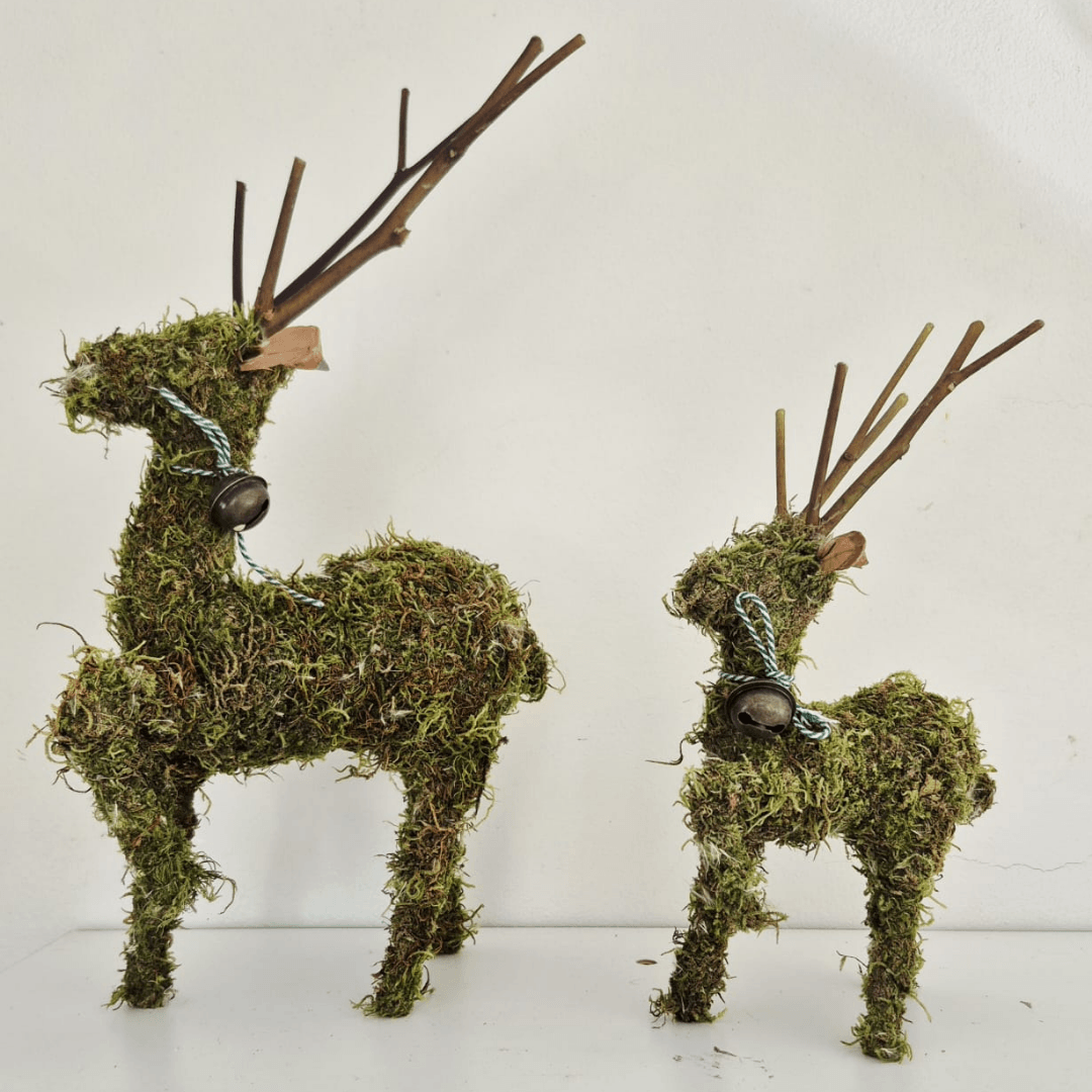 Reindeer Moss – Natural