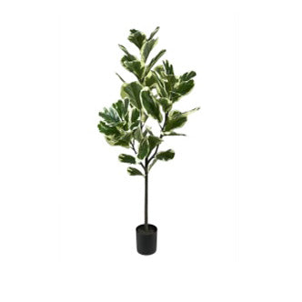 Faux Harp Leaf Ficus 130cm