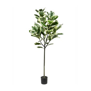 Faux Harp Leaf Ficus 160cmh