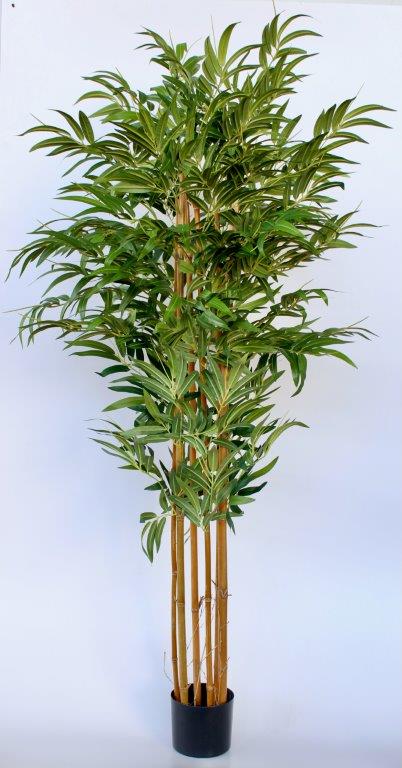 Large Tall Bamboo Plant