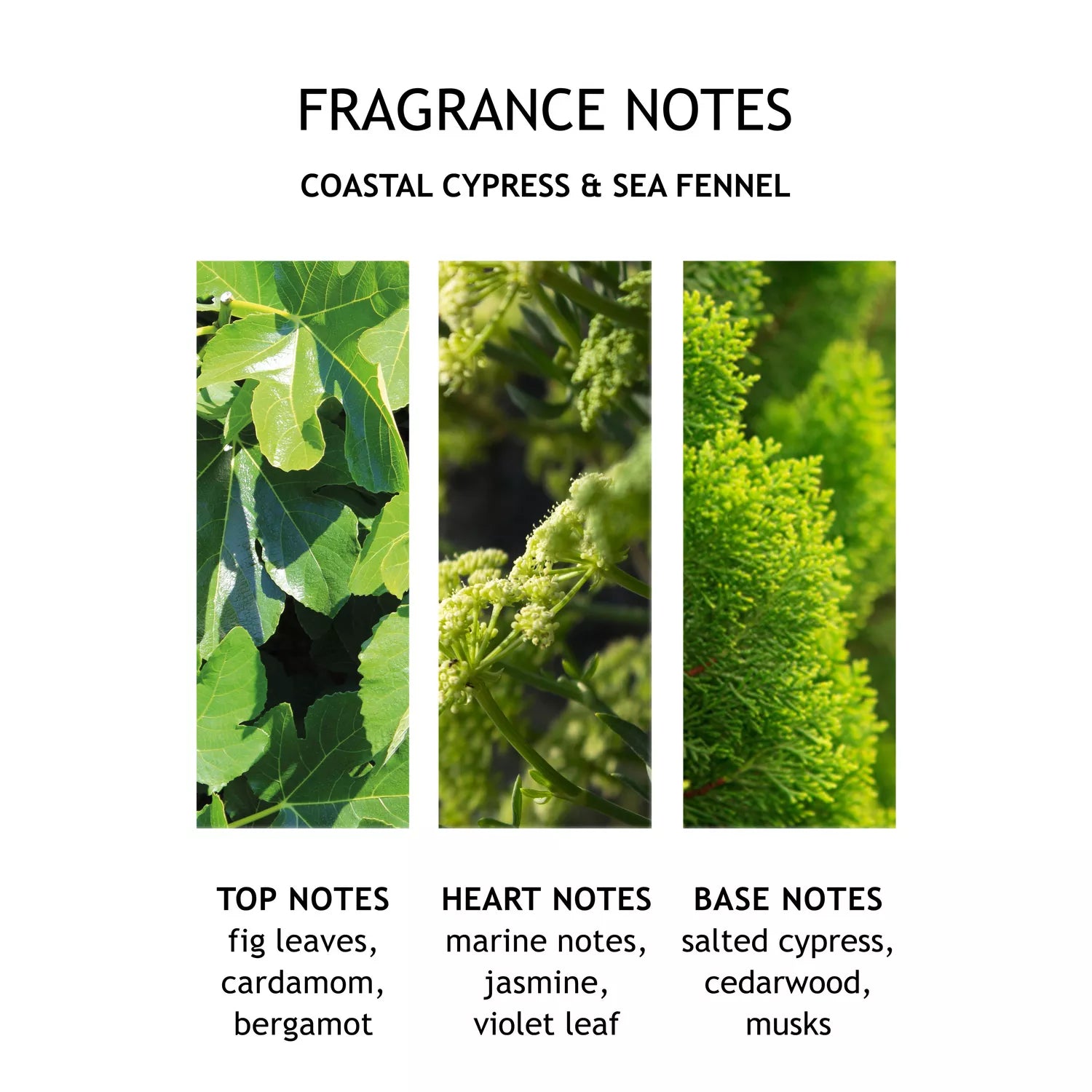 Molton Brown - Coastal Cypress & Sea Fennel