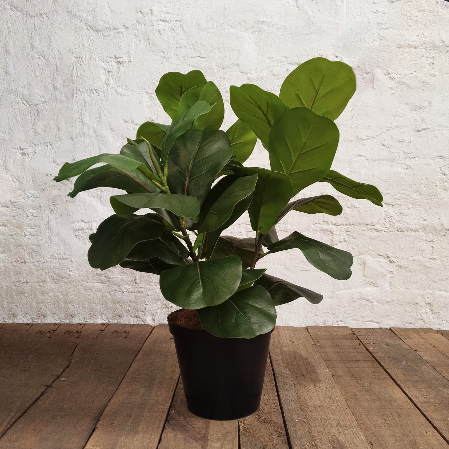 Faux Ficus Robusta