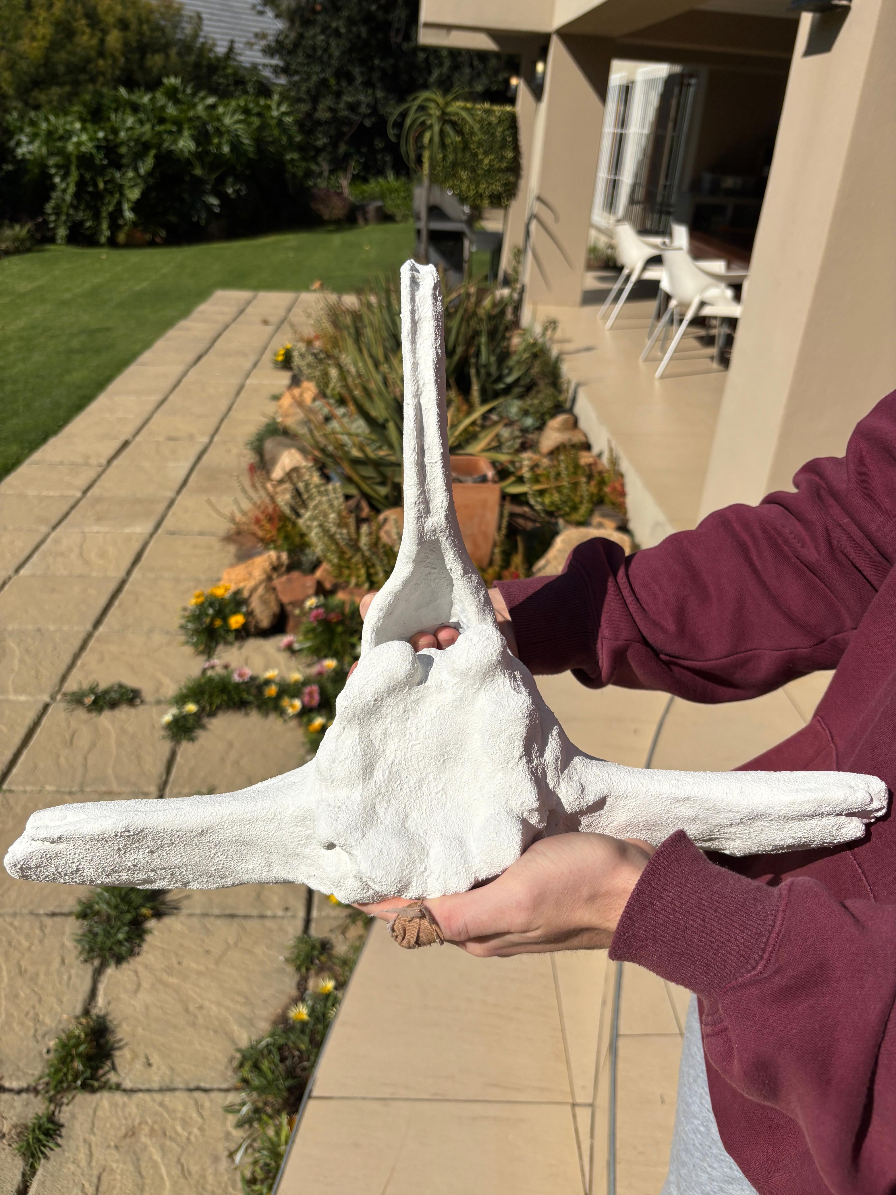 Faux Whale Bone Vertebrae Wall Sculpture