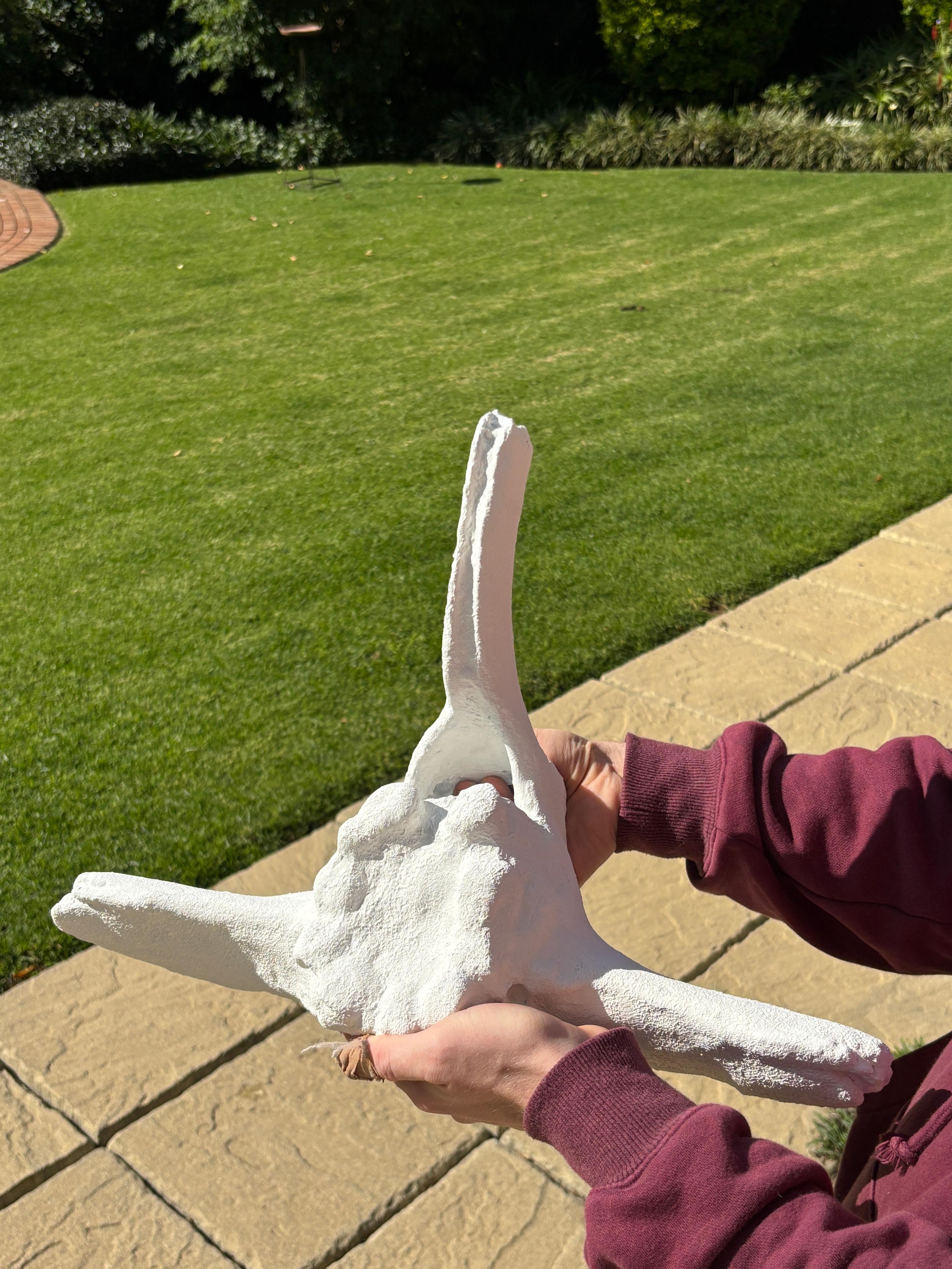 Faux Whale Bone Vertebrae Wall Sculpture