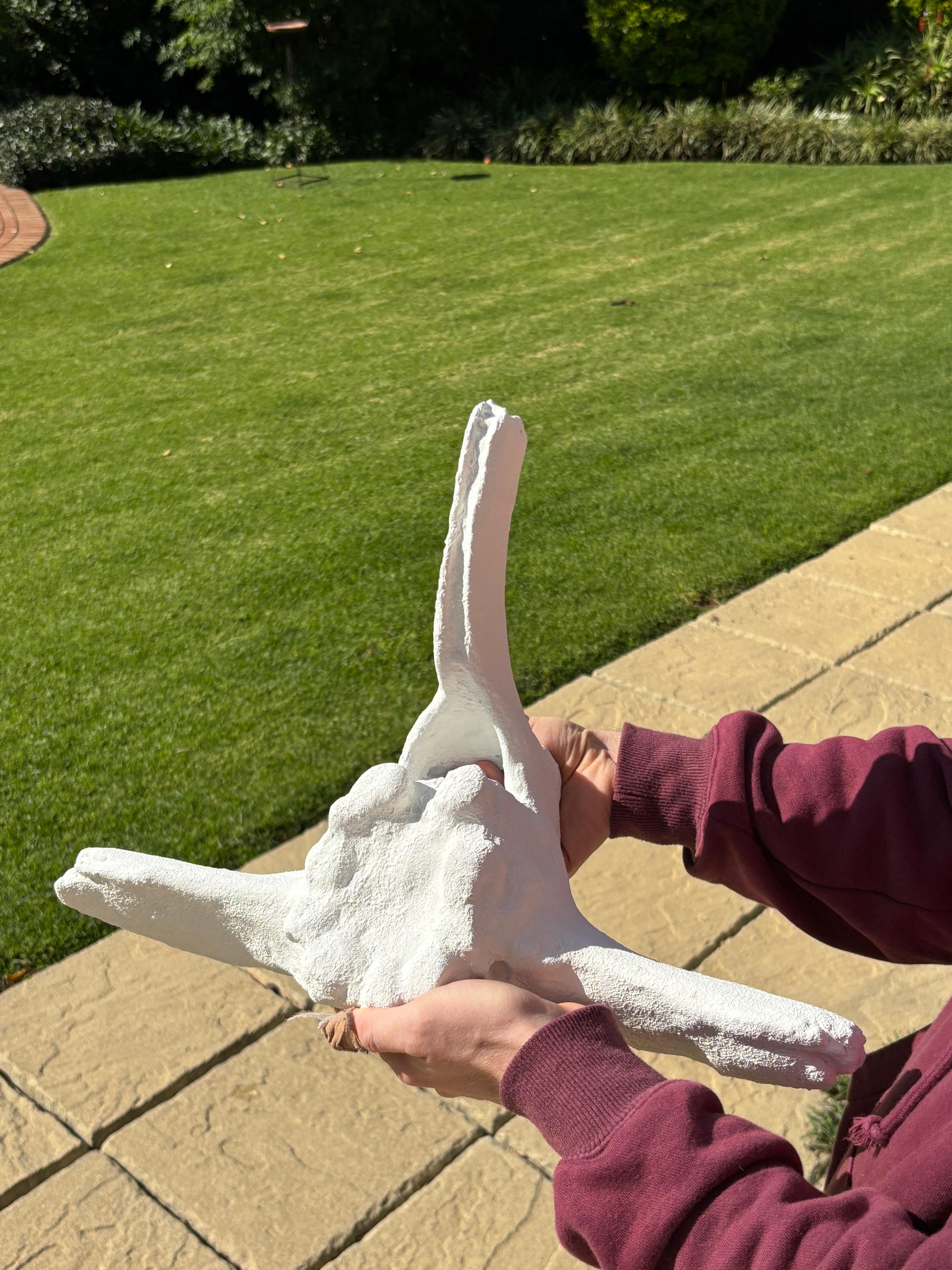 Faux Whale Bone Vertebrae Wall Sculpture