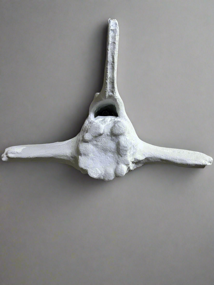 Faux Whale Bone Vertebrae Wall Sculpture