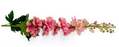 Pink Delphinium Spray – 12 Stem | 79cm Artificial Bloom