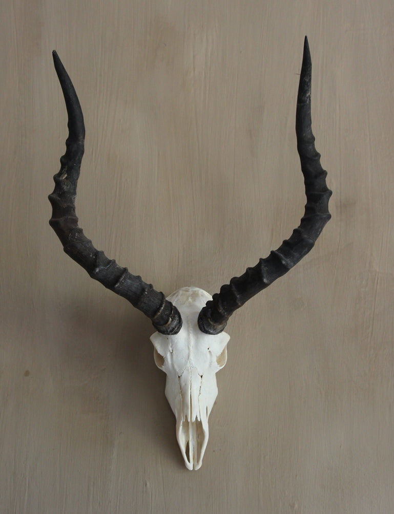 Mounted  Wall Hung Impala Full Skull