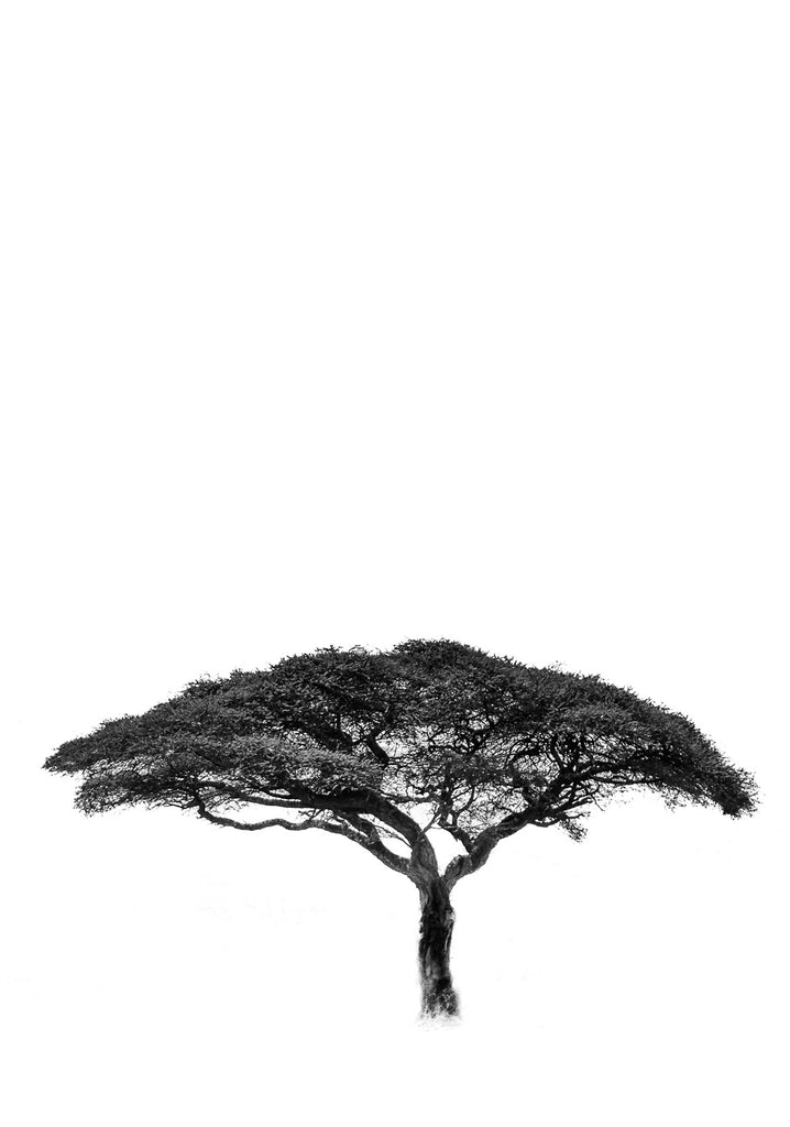 Limited Edition Acacia Landscape - NetDécor 