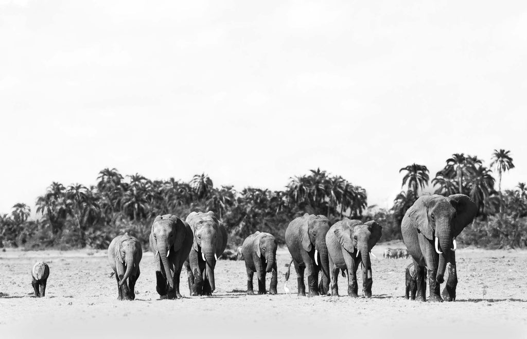 Limited Edition Elephant Crossing Landscape - NetDécor 