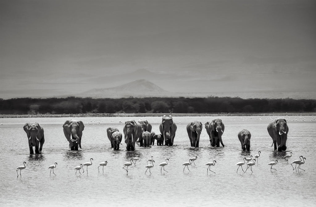 Limited Edition Elephant & Flamingo Landscape - NetDécor 