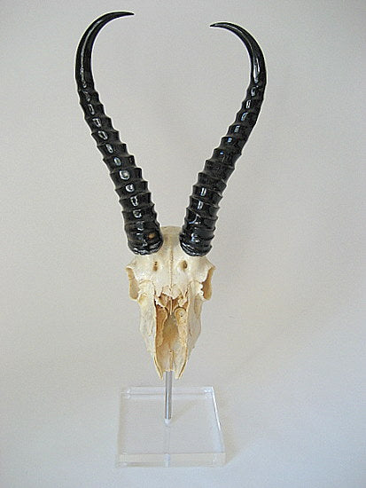Mounted Polished Springbok Full Skull - NetDécor 