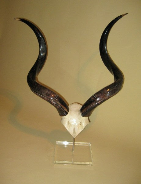 Mounted Kudu Scull Plate and Horns - NetDécor 