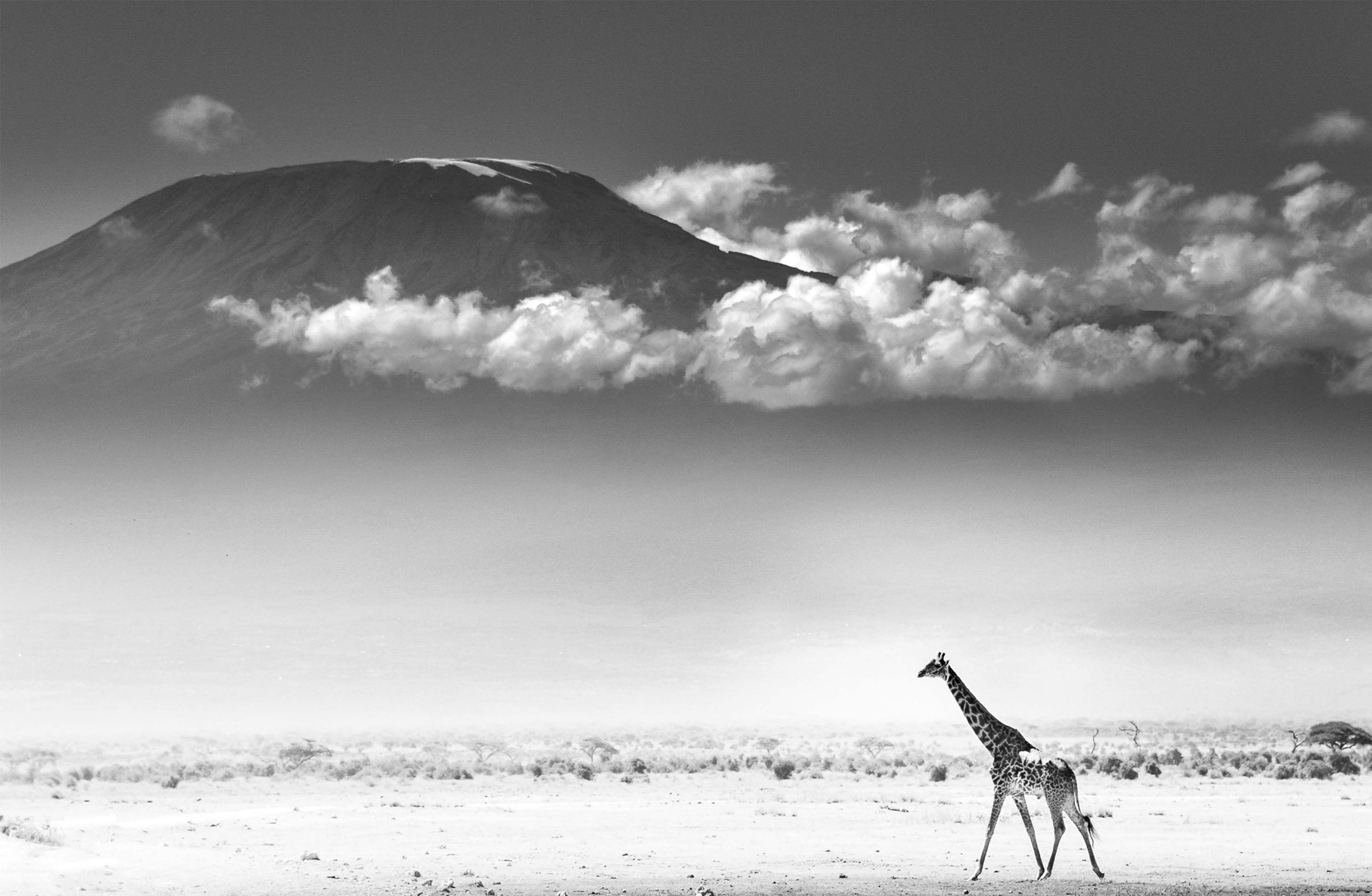 Limited Edition Kilimanjaro Landscape - NetDécor 