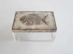 Med. Perspex Box Fish Emblem Lid - NetDécor 