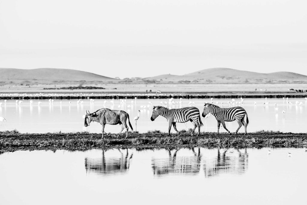 Limited Edition Zebra Migration Landscape - NetDécor 