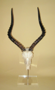 Mounted Impala Full Skull - NetDécor 