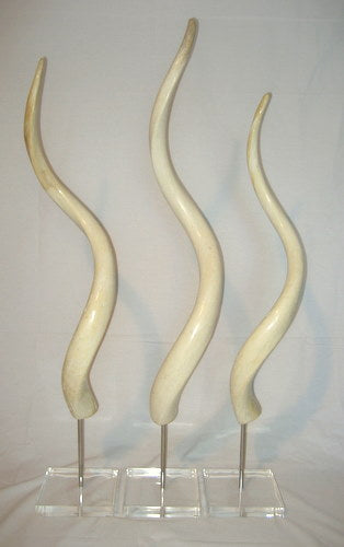 Large Mounted POLISHED Inner Kudu Horns - NetDécor 