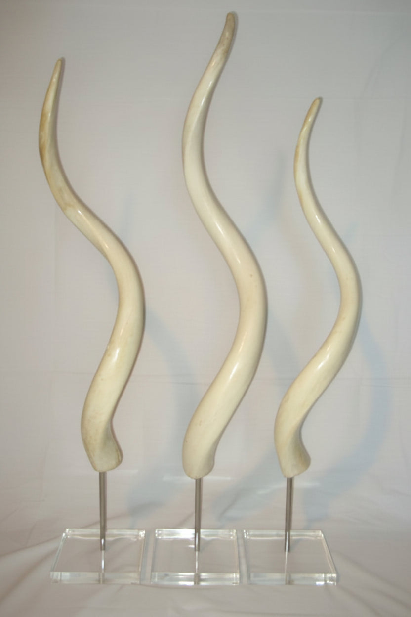 Large Mounted POLISHED Inner Kudu Horns - NetDécor 