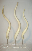 Large Mounted POLISHED Inner Kudu Horns - NetDécor 