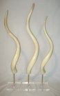 Large Mounted POLISHED Inner Kudu Horns - NetDécor 
