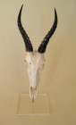 Polished Mounted Blesbok Full Skull - NetDécor 