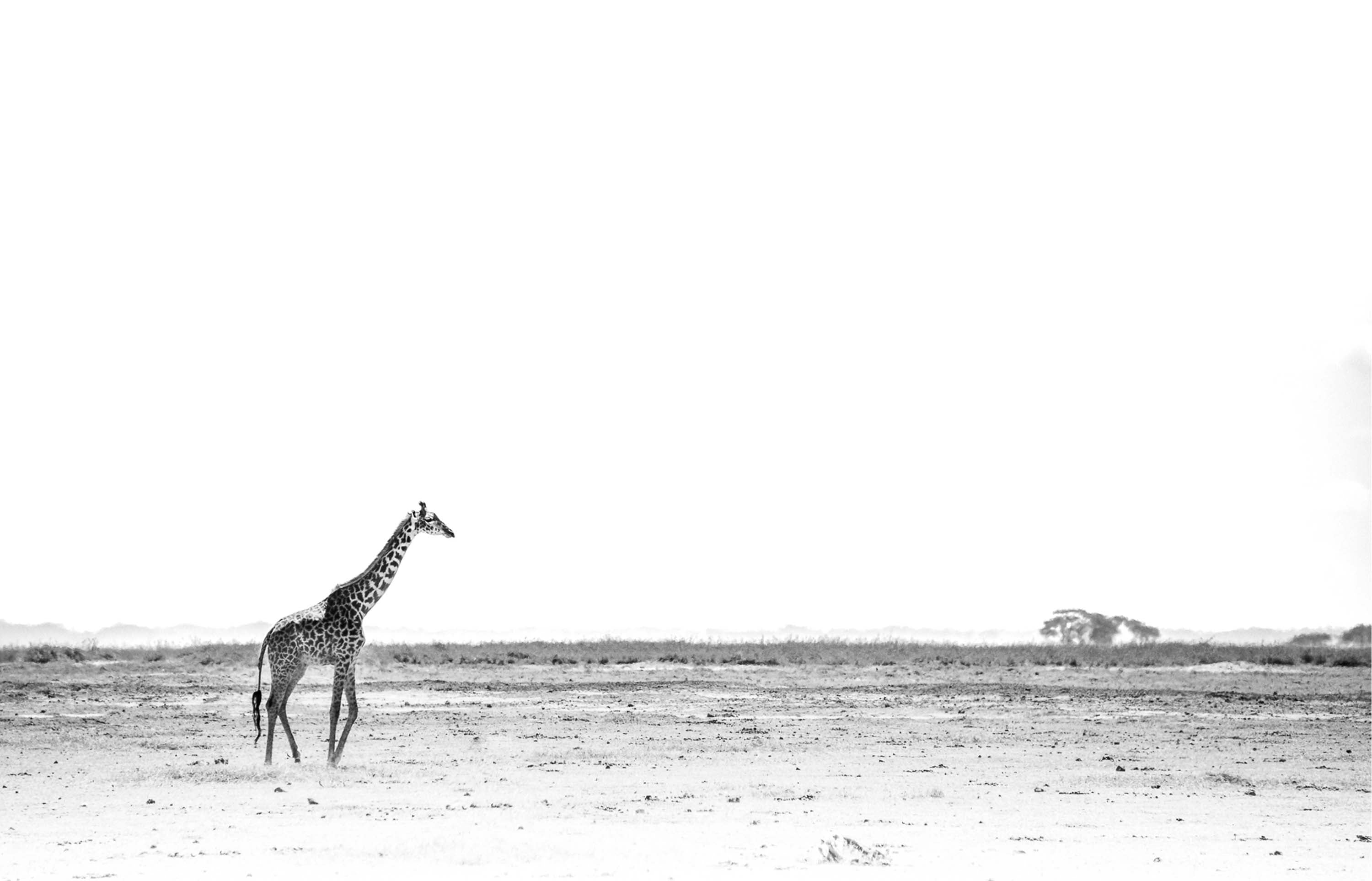 Limited Edition Twiga Landscape - NetDécor 