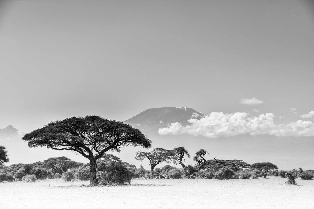 Limited Edition Uhuru Landscape - NetDécor 