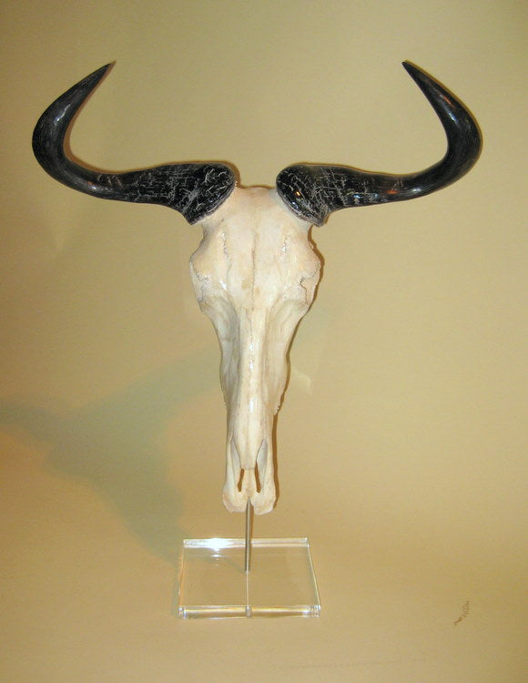 Mounted Wildebeest Full Skull - NetDécor 
